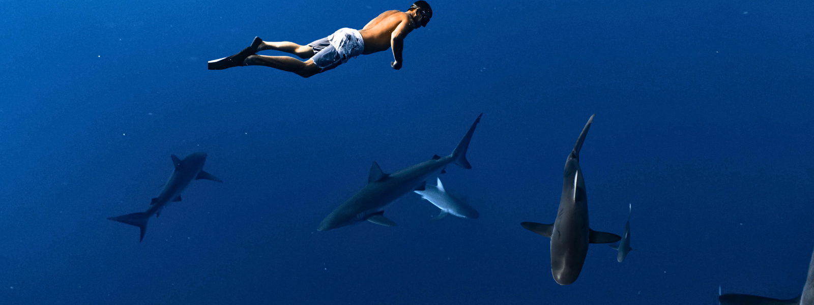 Free Diver next to Sharks